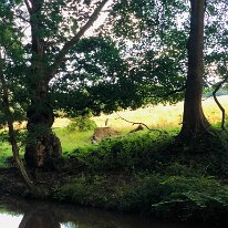 IMG_3499 A rather blurry looking Heron.