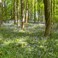 IMG_0061 Bluebell Woods, magnificent in the spring.